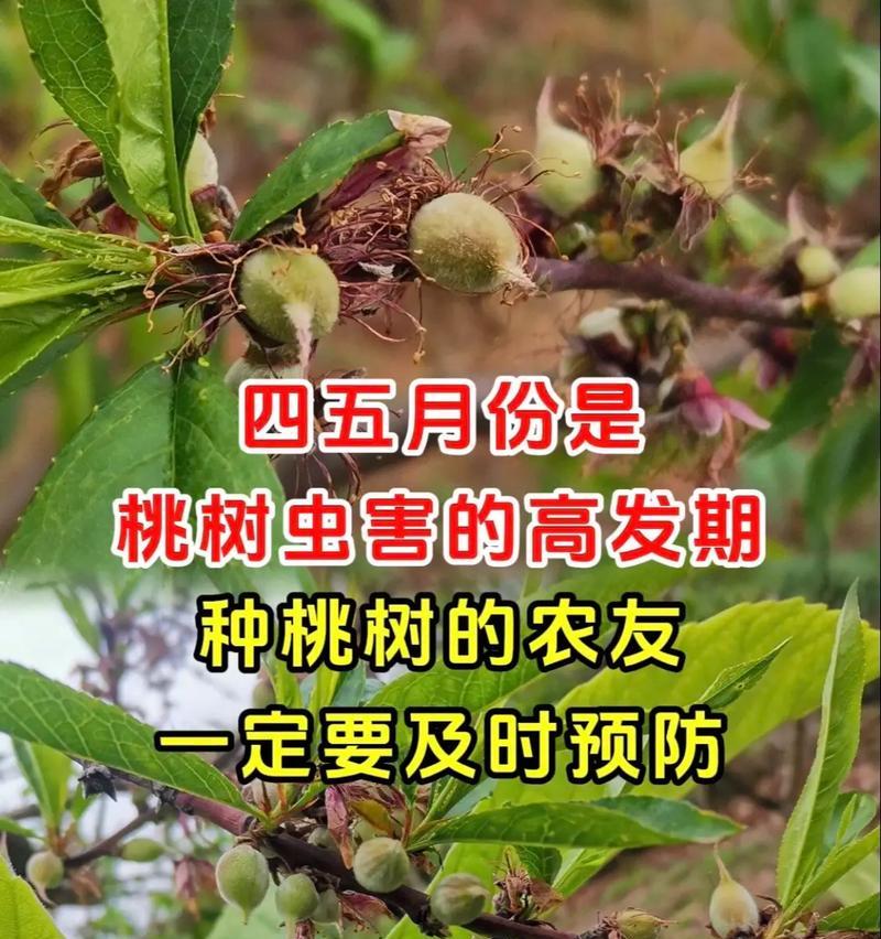 核桃树的最佳种植时间（掌握时间，收获好果实）
