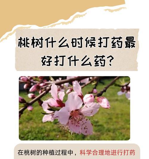 核桃树的最佳种植时间（掌握时间，收获好果实）