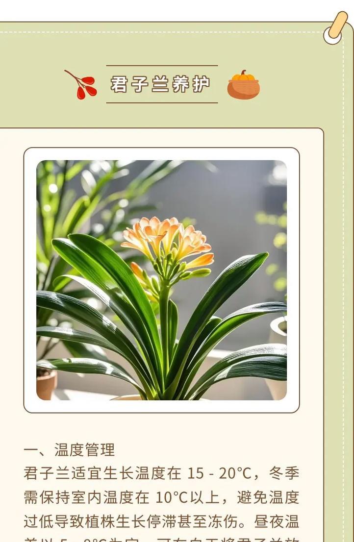 君子兰的换土和换盆技巧（注意事项、时间和方法）