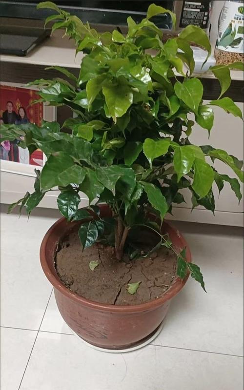 大绿宝如何养护（打造翠绿清新的家居绿植世界）