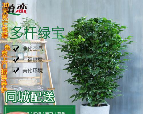 大绿宝如何养护（打造翠绿清新的家居绿植世界）