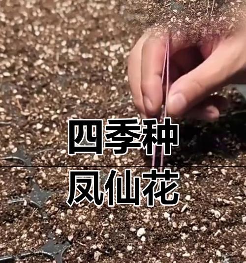 如何种植优美的凤仙花种子？（详解凤仙花种子种植的步骤与技巧）