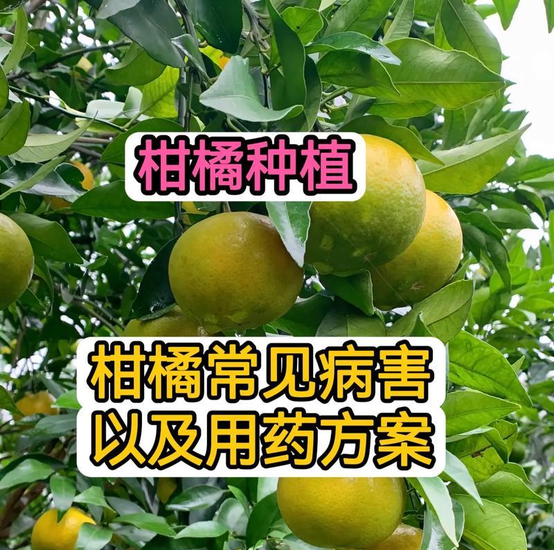 桔树病虫害的防治方法与措施（科学防治，保障丰收）