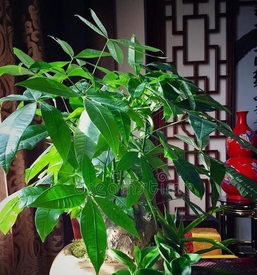幸福树的分株时机（如何合理分株以获得最佳效果）