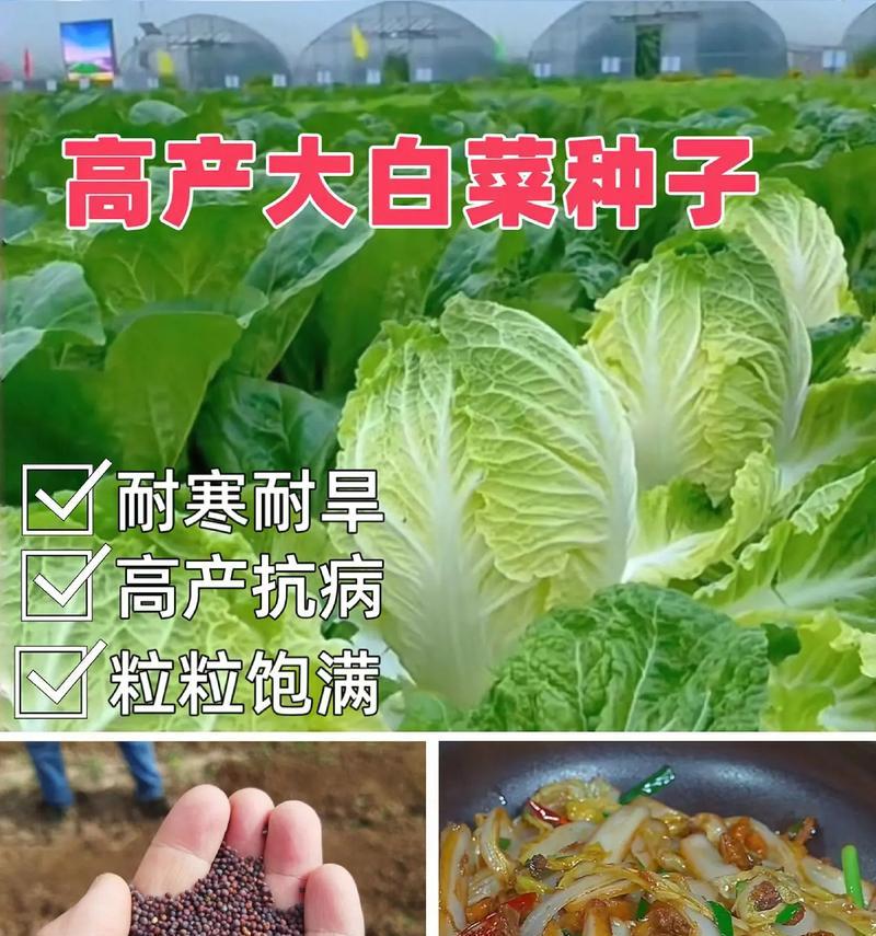 大白菜肥料使用指南（如何选择最适合大白菜生长的肥料）