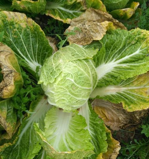 大白菜肥料使用指南（如何选择最适合大白菜生长的肥料）