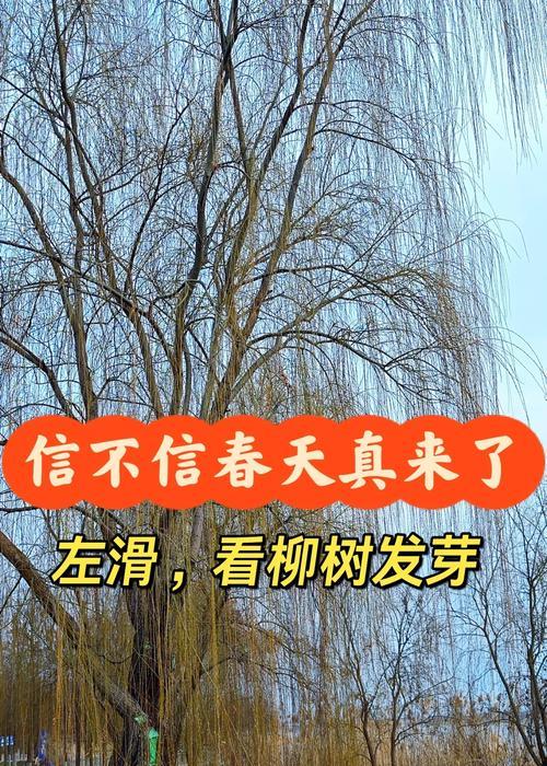 柳树，一种种子植物