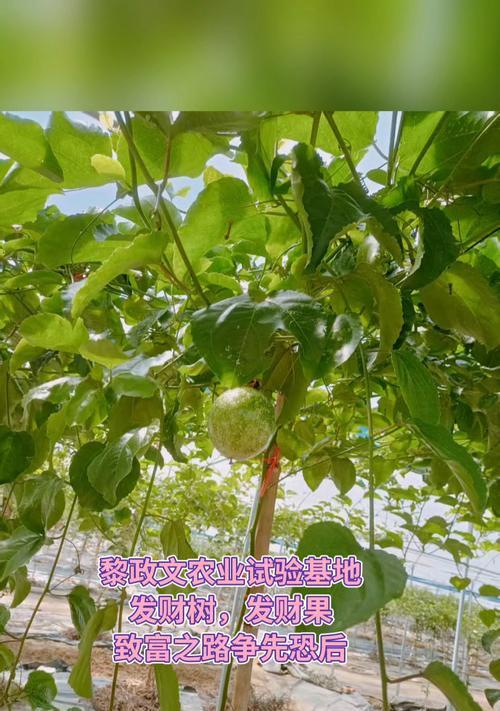 小心！发财树果实有毒（毒性高达致命，千万别随便尝试）