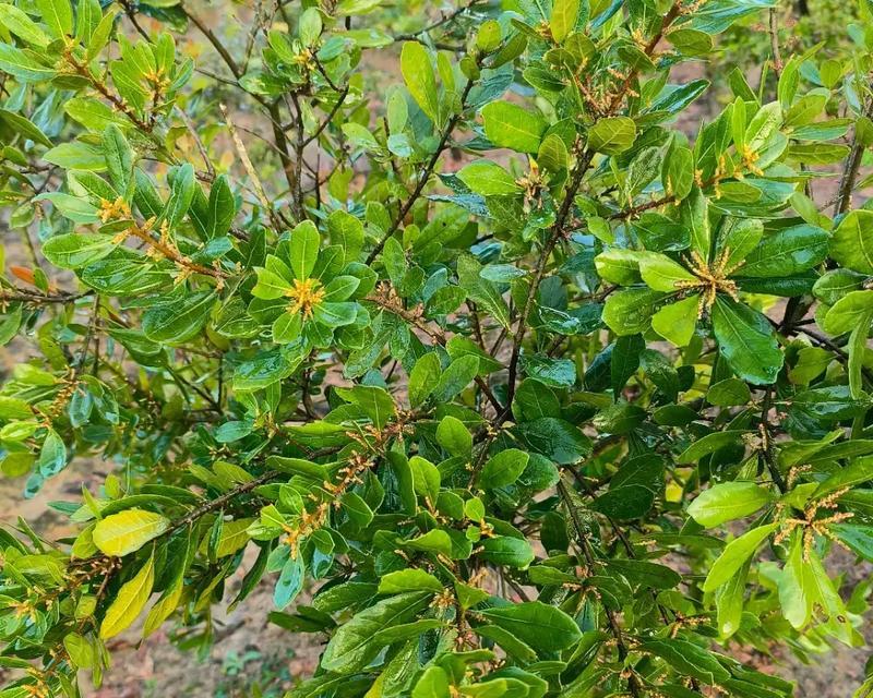 家里能种杨梅树吗？（探讨在家中种植杨梅树的可行性，种植技巧和注意事项。）
