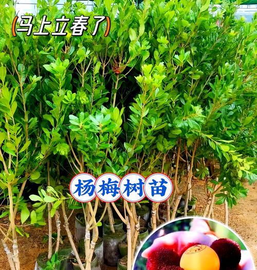 家里能种杨梅树吗？（探讨在家中种植杨梅树的可行性，种植技巧和注意事项。）