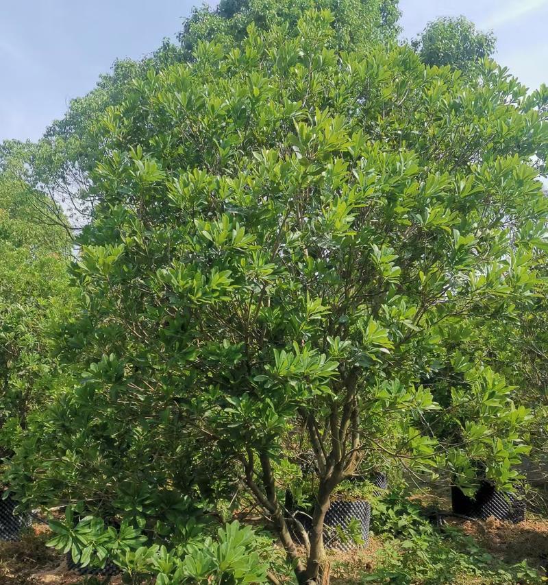 家里能种杨梅树吗？（探讨在家中种植杨梅树的可行性，种植技巧和注意事项。）