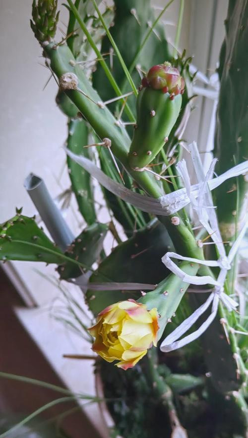 仙人掌开花的时间及周期（种植仙人掌需要注意的事项）