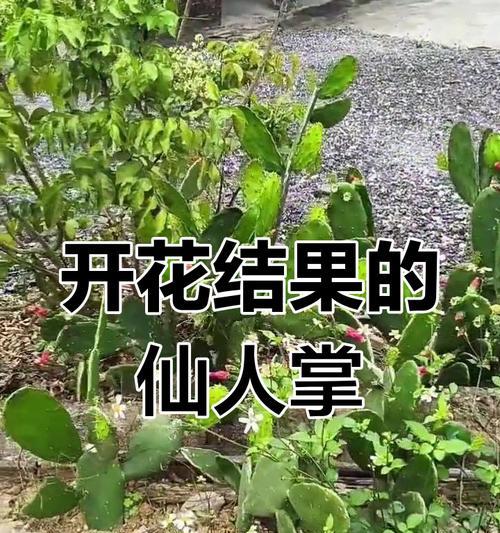 仙人掌开花的时间及周期（种植仙人掌需要注意的事项）
