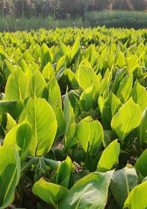 适合种植的壤土及其植物种类（发掘壤土植物资源，从土壤质地看适合种植什么植物）