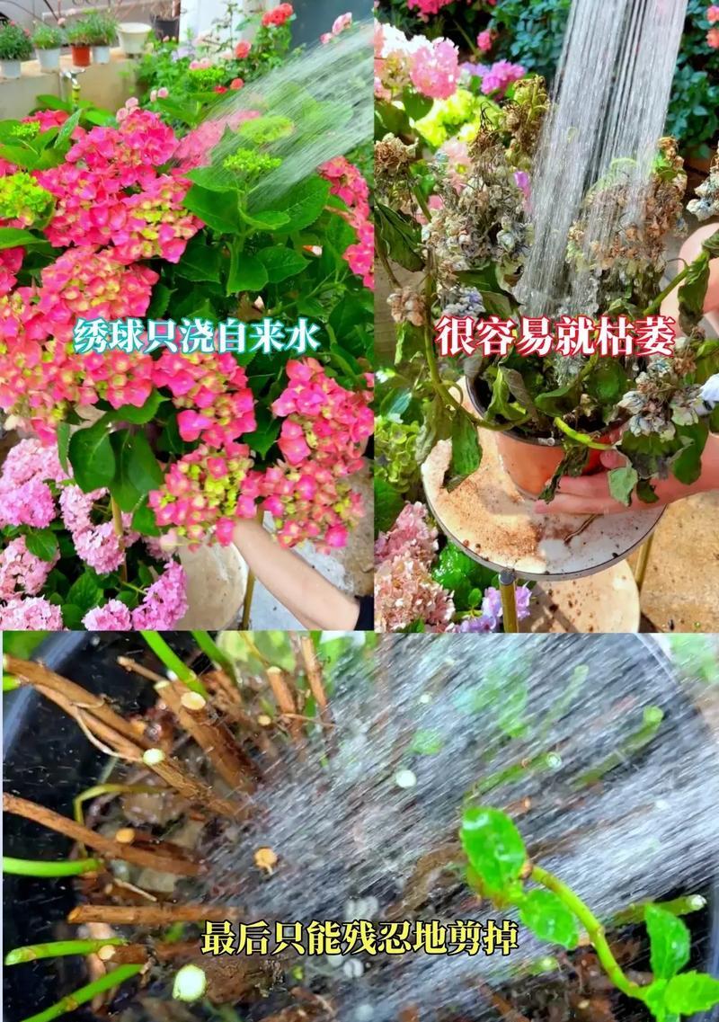 怎样正确地给绣球浇水？（冬季养护技巧，让您的绣球更加健康）