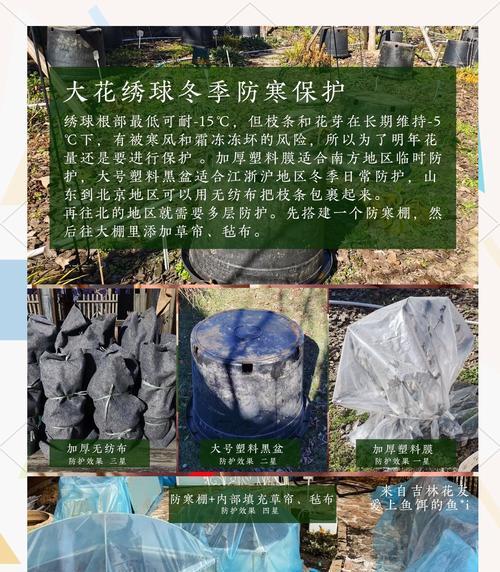 怎样正确地给绣球浇水？（冬季养护技巧，让您的绣球更加健康）