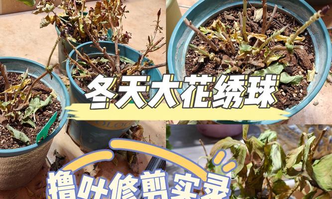 怎样正确地给绣球浇水？（冬季养护技巧，让您的绣球更加健康）