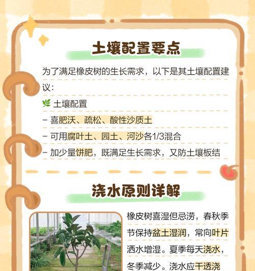 橡皮树养殖全攻略（橡皮树的养护要点和注意事项）