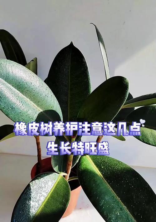 橡皮树养殖全攻略（橡皮树的养护要点和注意事项）