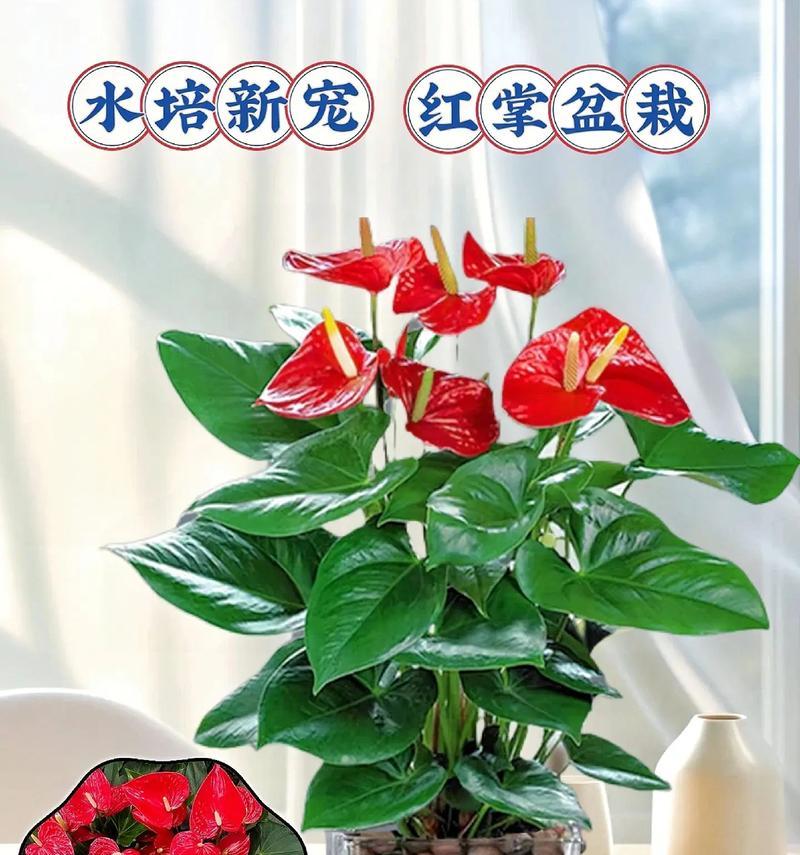打造旺盛水培红掌的秘诀（水培红掌生长技巧和注意事项）
