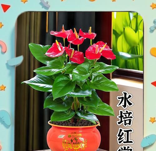 打造旺盛水培红掌的秘诀（水培红掌生长技巧和注意事项）