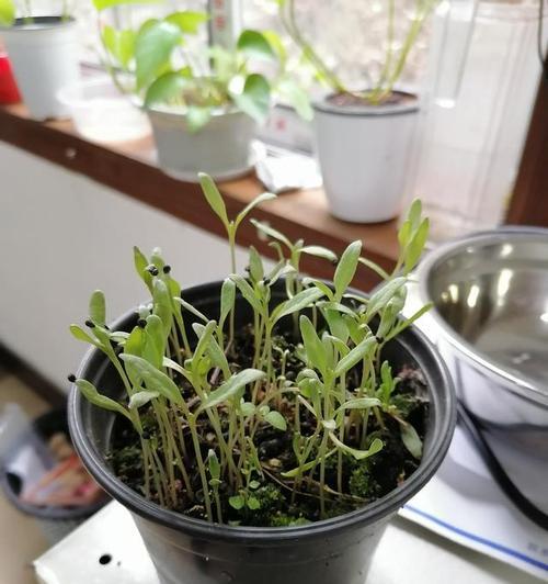 满天星摘心打顶的时间与方法（掌握正确的时间和方法，让满天星开得更美）