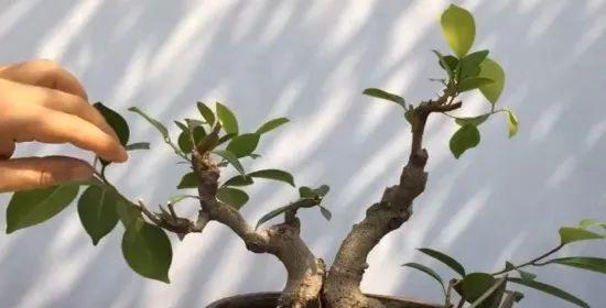 满天星摘心打顶的时间与方法（掌握正确的时间和方法，让满天星开得更美）