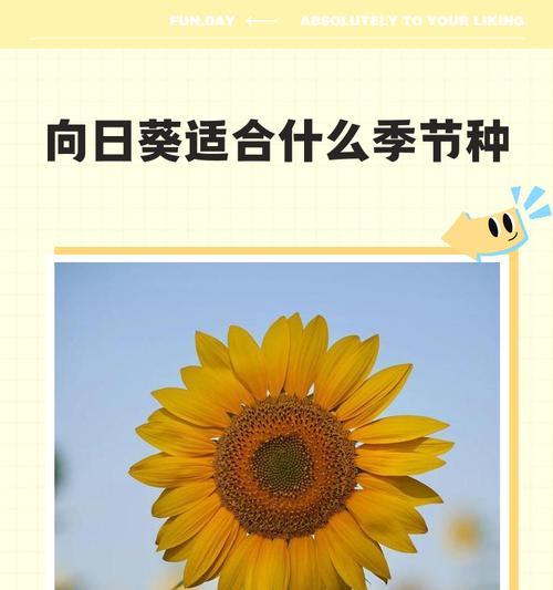 如何合理安排向日葵的种植间距？（科学种植，高效收获；向日葵的种植间距应该注意什么？）