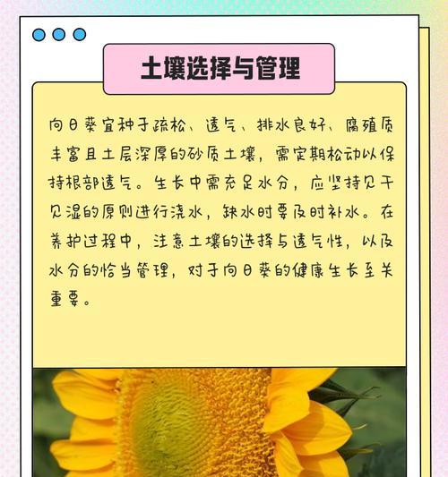 如何合理安排向日葵的种植间距？（科学种植，高效收获；向日葵的种植间距应该注意什么？）