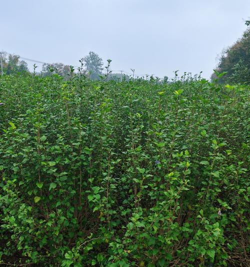 丹麦木槿的耐寒性研究（探究丹麦木槿在极寒环境下的生存能力）
