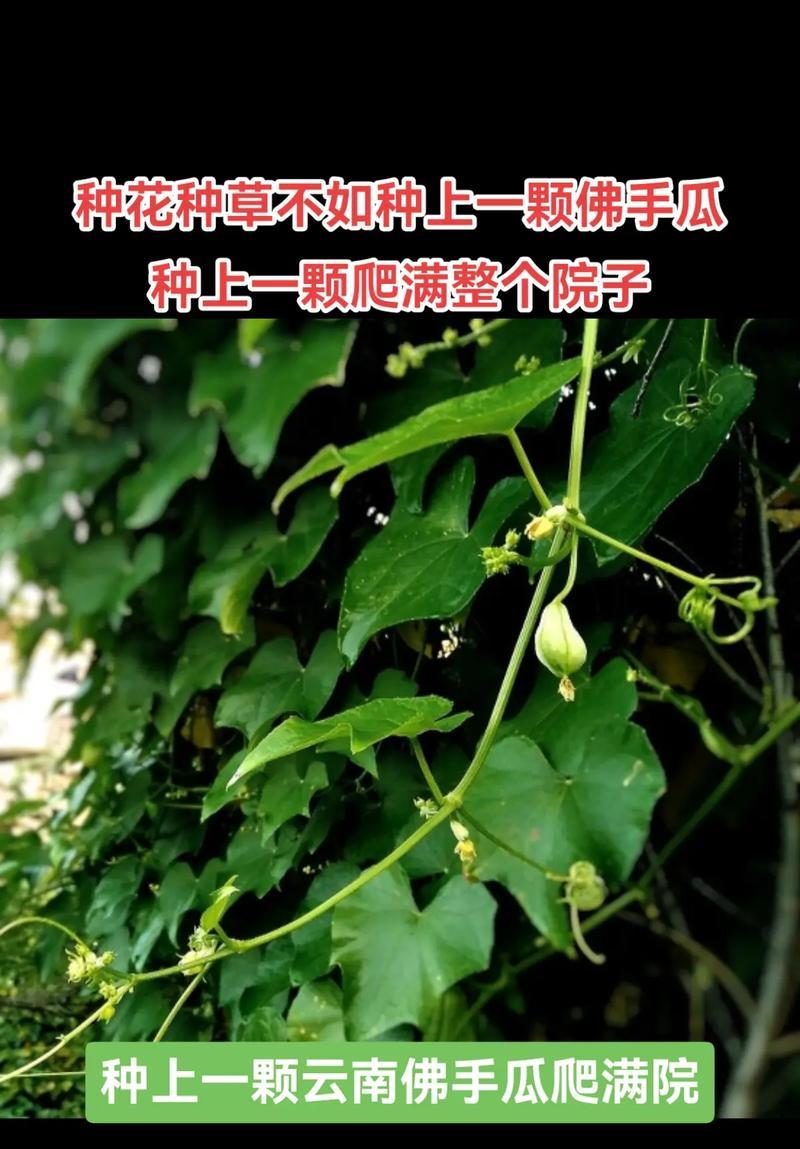 佛手瓜的室内养殖（让你在家也能种出绿意盎然的果蔬）