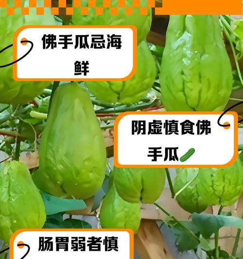 佛手瓜的室内养殖（让你在家也能种出绿意盎然的果蔬）