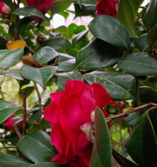 花语告别——代表结束的花卉大全（以花传情，怎么选才好？）