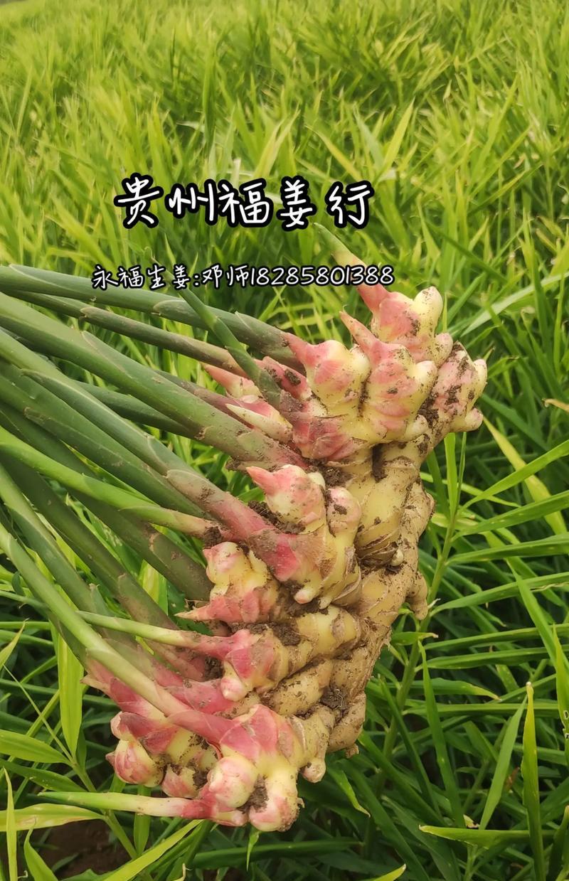 洋生姜收获时间及注意事项（了解洋生姜的生长周期与丰收关键，培养高质量的生姜）