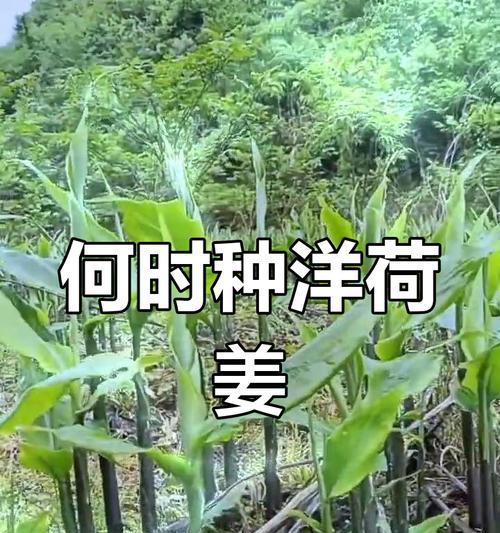 洋生姜收获时间及注意事项（了解洋生姜的生长周期与丰收关键，培养高质量的生姜）