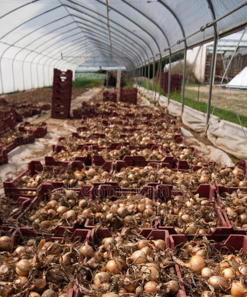 洋葱种植全指南（种植时间、收获技巧、肥料管理全解析）