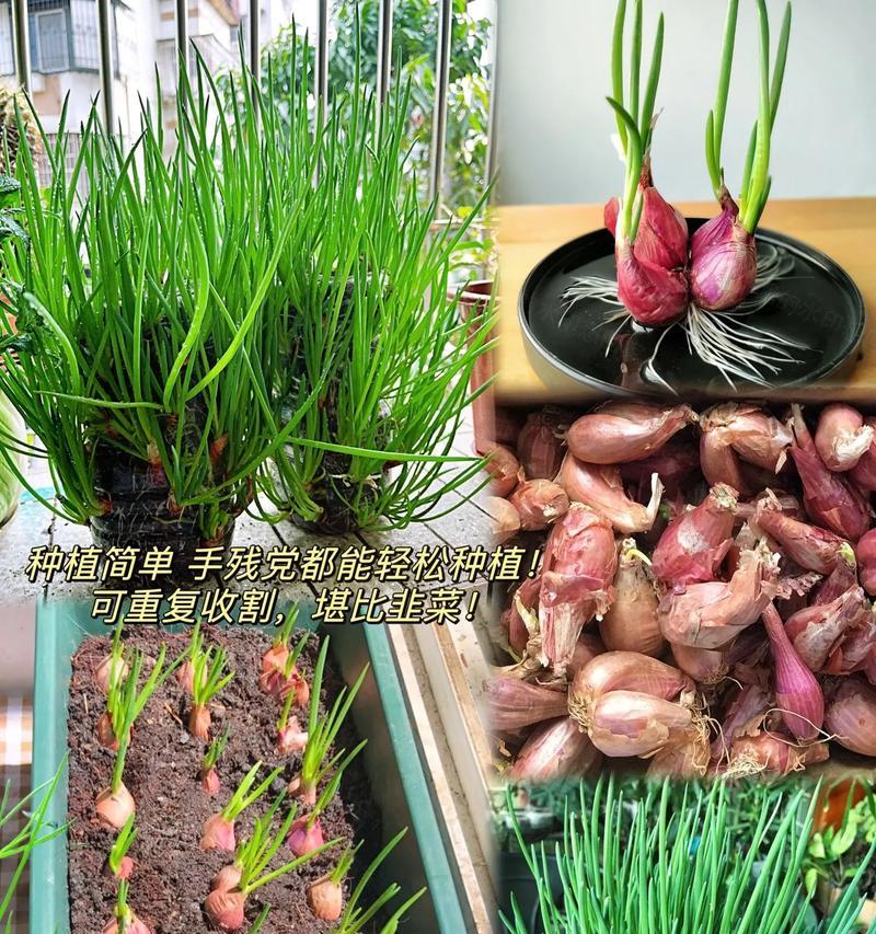 洋葱种植全指南（种植时间、收获技巧、肥料管理全解析）