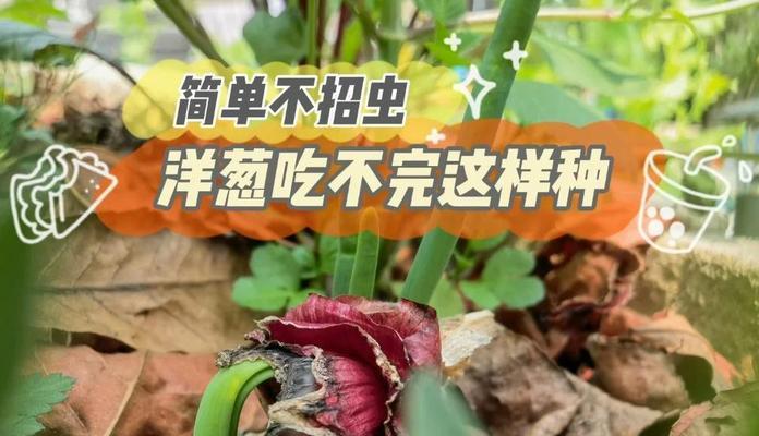 洋葱种植全指南（种植时间、收获技巧、肥料管理全解析）