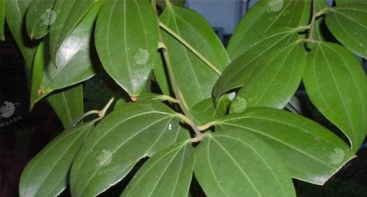 肉桂树的养护与成长（种植技巧，日常护理，让肉桂树健康成长）