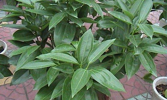 肉桂树的养护与成长（种植技巧，日常护理，让肉桂树健康成长）