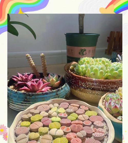 生石花养殖技巧大揭秘（学会这些技巧，让你的生石花长得快又旺盛）