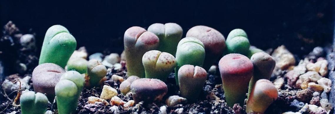 生石花养殖技巧大揭秘（学会这些技巧，让你的生石花长得快又旺盛）