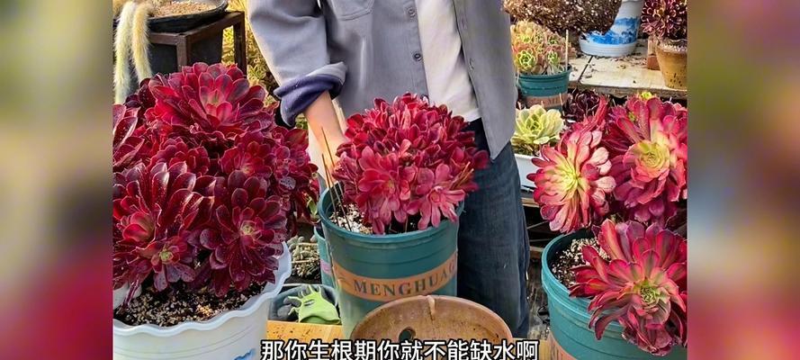 法师浇水，浇透与合适的分寸（浇水要透彻，知道多少水才合适？）