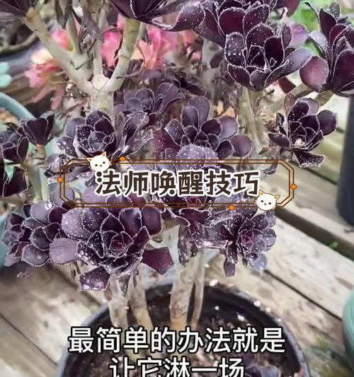 法师浇水，浇透与合适的分寸（浇水要透彻，知道多少水才合适？）