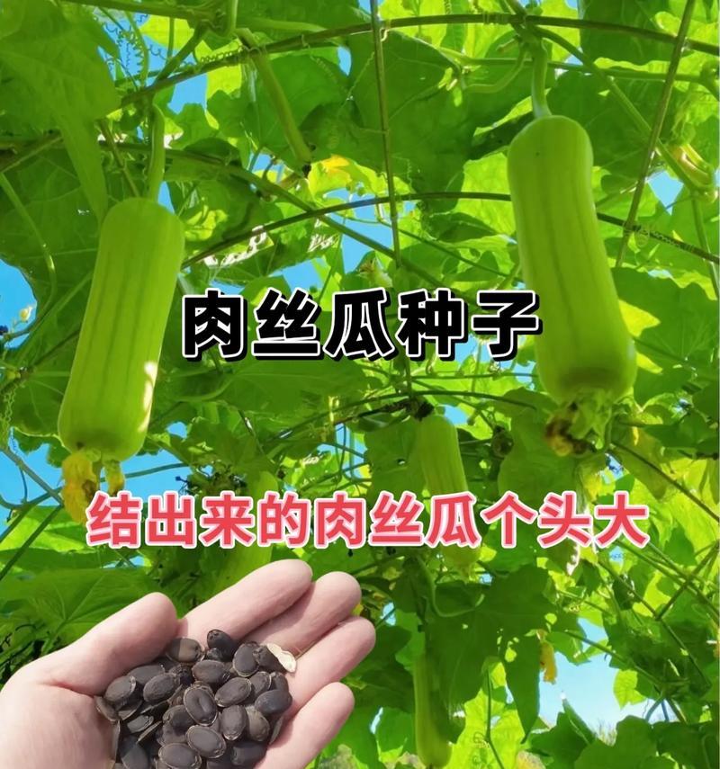 家里种丝瓜，招财旺运！（丝瓜带给您的健康与好运）