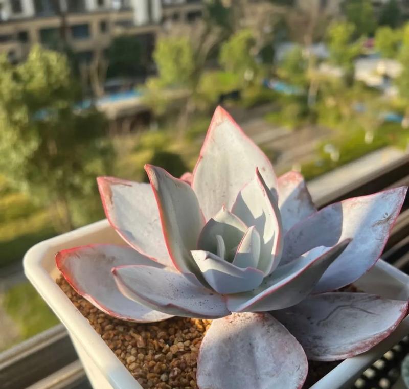 广寒宫多肉老桩造型的养护指南（用专业的方法打造出精致独特的多肉老桩）