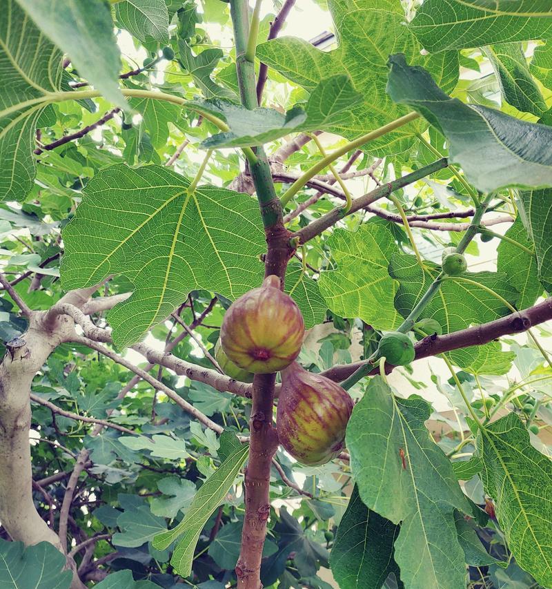 无花果喜欢太阳吗？（探究无花果的喜阳性和其养护方法）