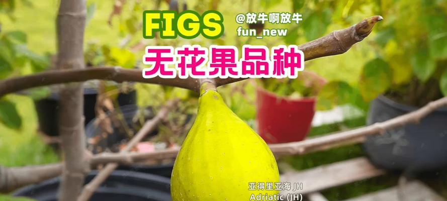 无花果喜欢太阳吗？（探究无花果的喜阳性和其养护方法）