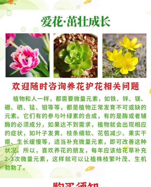 变色木的养殖方法和注意事项（打造绿色家居，变色木你值得拥有）