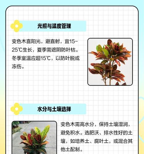 变色木的养殖方法和注意事项（打造绿色家居，变色木你值得拥有）